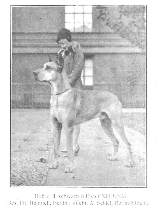 Bob vd Schwarzen Elster